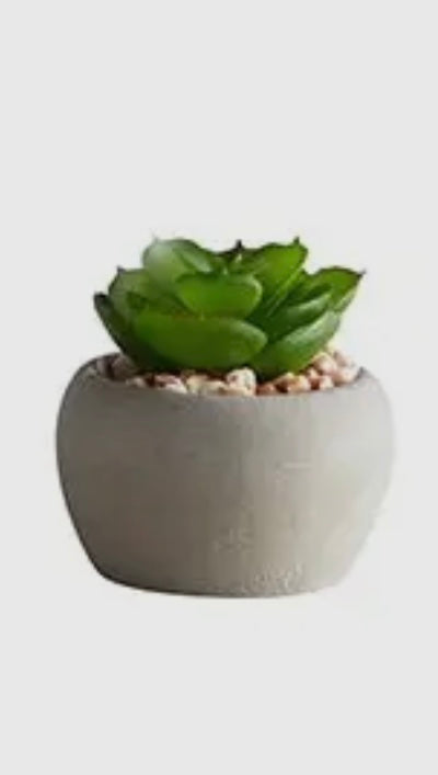 Potted Succulent