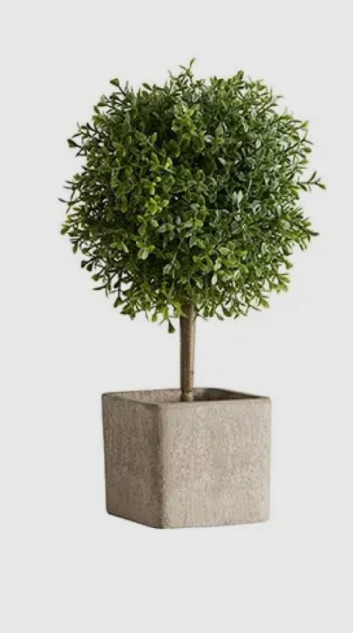 Topiary Boxwood/Fennel
