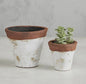 Terracotta Pot with White Accent