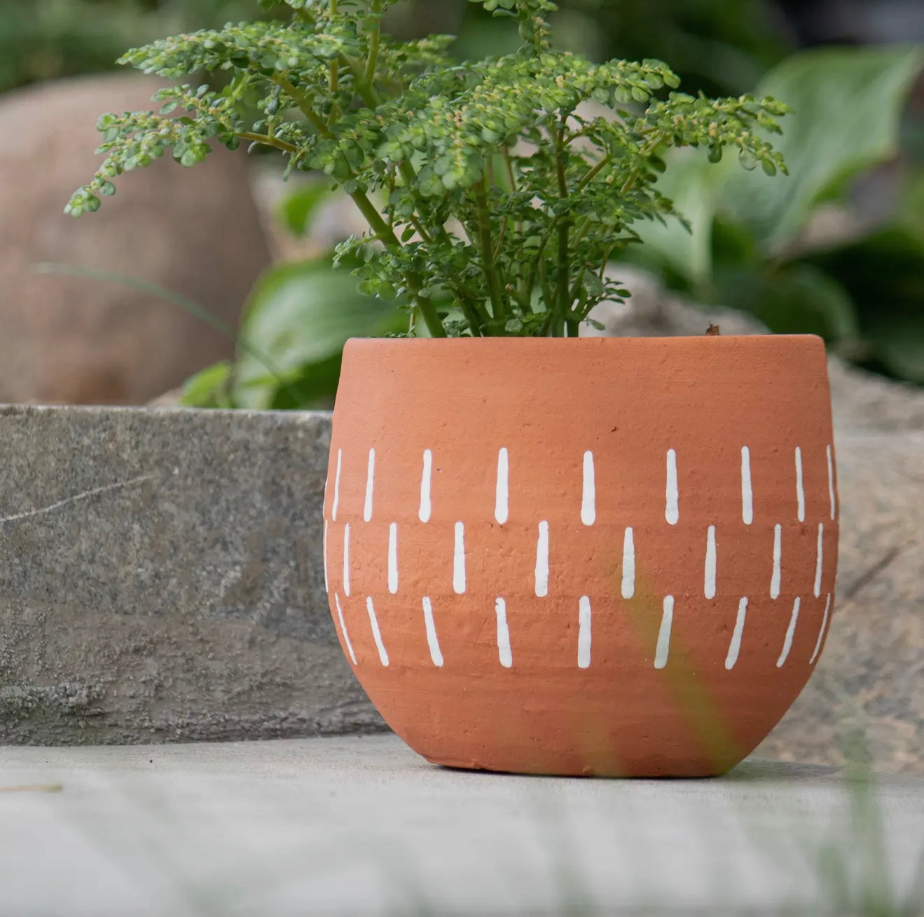 Terracotta Planter with White Tic Mark Accents
