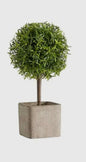 Topiary Boxwood/Fennel