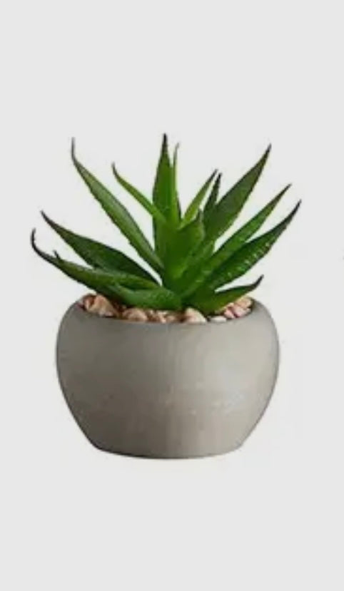 Potted Succulent