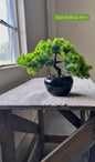 Bonsai tree 14x9x10.5