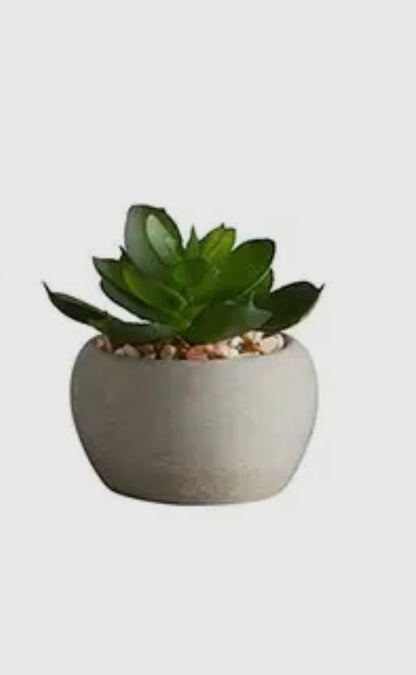 Potted Succulent